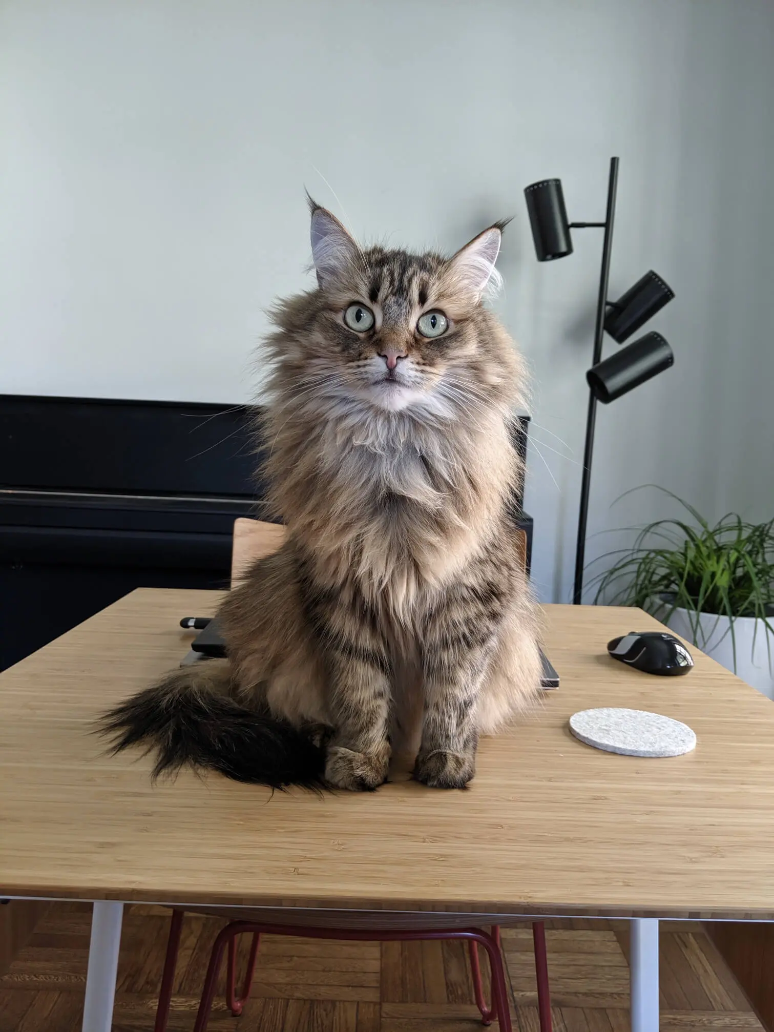 Fluffy cat sitting on a table